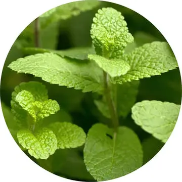Spearmint Essential Oil - Living Libations 1