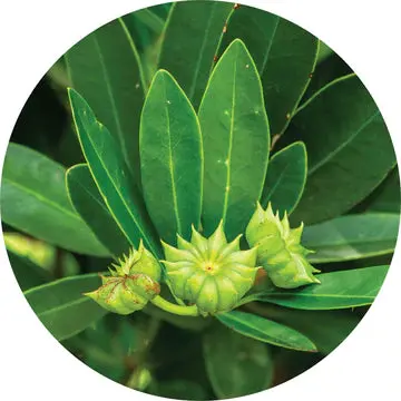 Star Anise Essential Oil - Living Libations 1