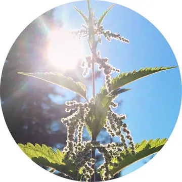 Stinging Nettle Essential Oil - Living Libations 1
