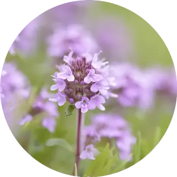 Thyme Sweet Essential Oil - Living Libations 1