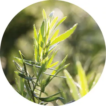 Tarragon Essential Oil - Living Libations 1
