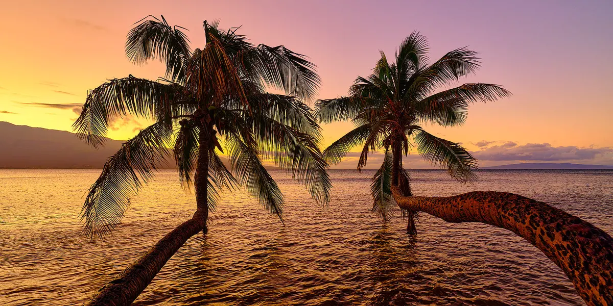 Tequila Sunrise By Andrew Shoemaker 1