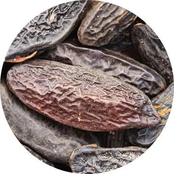 Tonka Bean Absolute - Living Libations 1