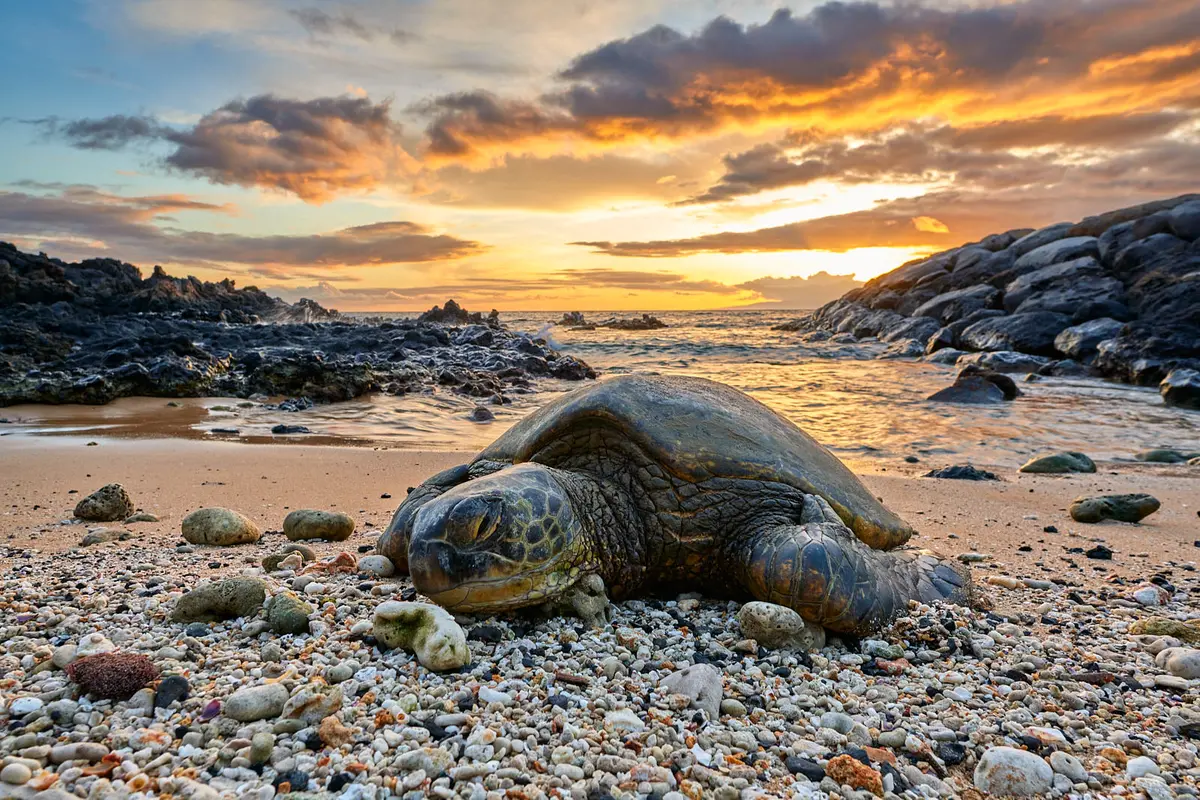 Tranquil Turtle By Andrew Shoemaker 1