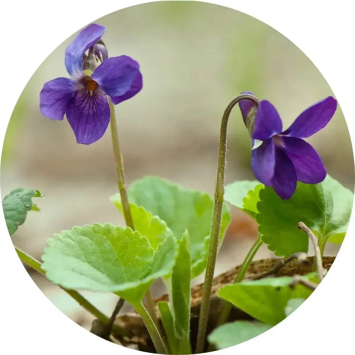 Violet Leaf Absolute - Living Libations 1