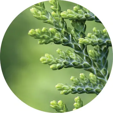 White Cedar Absolute - Living Libations 1