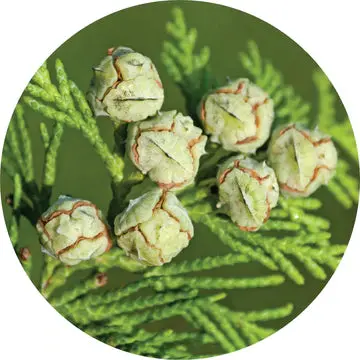 Cedar White Essential Oil - Living Libations 1