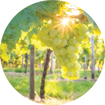 White Cognac Essential Oil - Living Libations 1