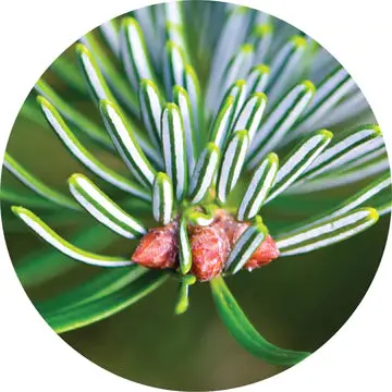 Fir White Essential Oil - Living Libations 1