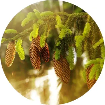 White Spruce Essential Oil - Living Libations 1