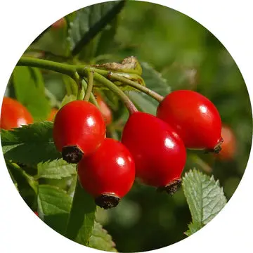 Wild Rosehips Carrier Oil - Living Libations 1
