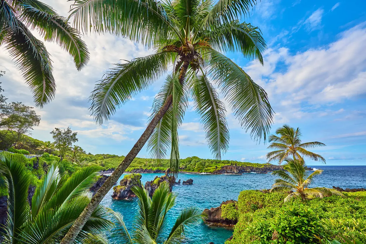 Windward Garden By Andrew Shoemaker 1