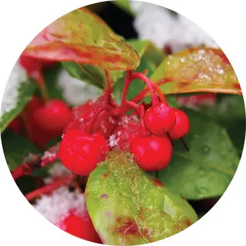 Wintergreen Essential Oil - Living Libations 1