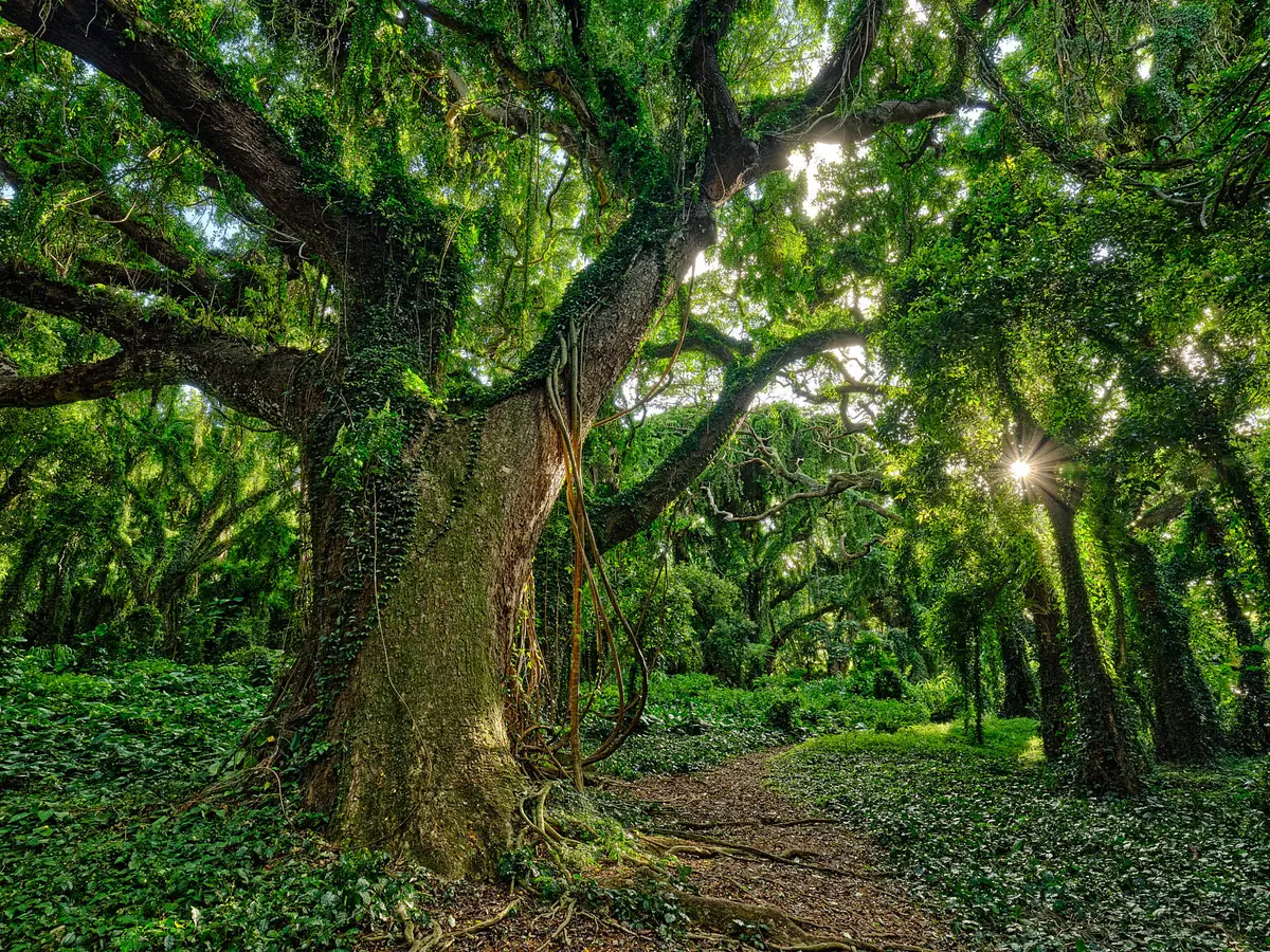 Wonderland By Andrew Shoemaker 1