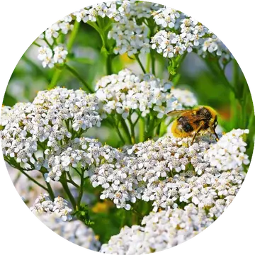 Yarrow Essential Oil - Living Libations 1