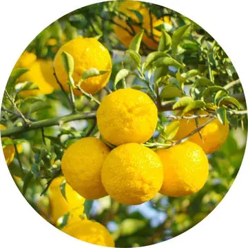Yuzu Essential Oil 5Ml - Living Libations 1