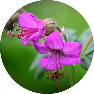 Zdravetz Essential Oil - Living Libations 1